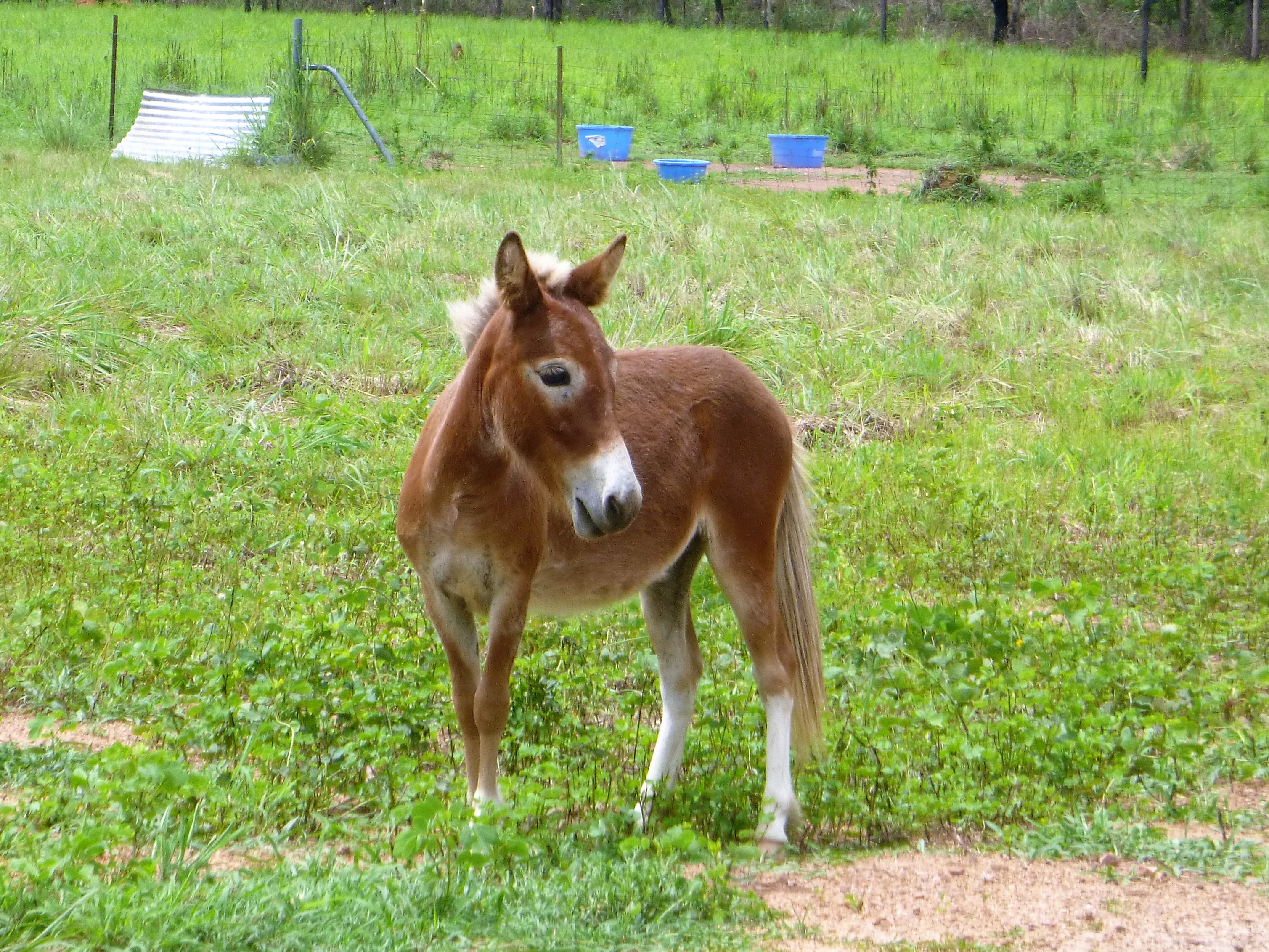 Miniature Mules For Sale Red Rocks Stud